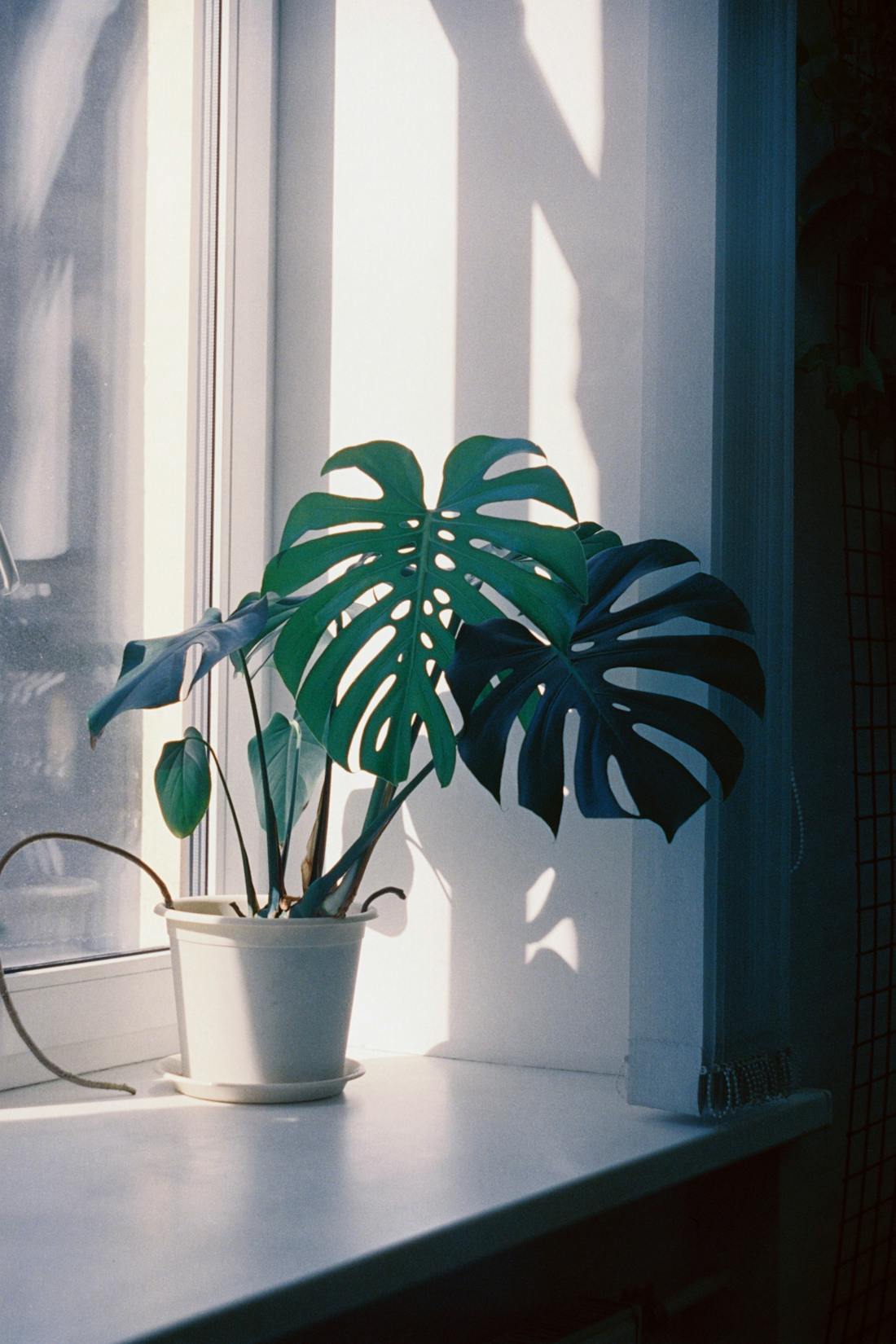 Пёстрые растения в горшках у окна